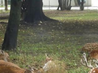 Φωτογραφία για Κατερίνη: Έξι νεκρά ελάφια στον δημοτικό κήπο - Μήνυση από τον δήμο
