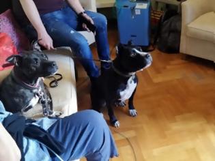 Φωτογραφία για Ο Ντολμάς, η Μάρθα, ο Μπόμπος, σκύλοι - θεραπευτές προσφέρουν φροντίδα και αγάπη σε ηλικιωμένους