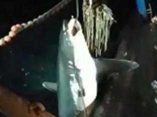 Φωτογραφία για Καβάλα: Ψαράδες έπιασαν καρχαρία 200 κιλών! (video)
