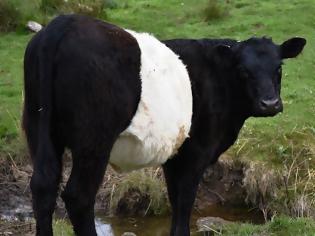 Φωτογραφία για Έρευνα: Αγελάδες μεταμφιεσμένες σε... ζέβρες αποφεύγουν τα τσιμπήματα των μυγών