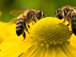 Φωτογραφία για Οι μέλισσες ανακηρύχθηκαν τα πιο σημαντικά έμβια όντα στη γη