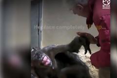 Ετοιμοθάνατος χιμπαντζής «ζωντανεύει» όταν συναντά φίλο του μετά από χρόνια