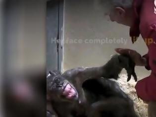 Φωτογραφία για Ετοιμοθάνατος χιμπαντζής «ζωντανεύει» όταν συναντά φίλο του μετά από χρόνια