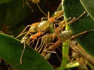 Φωτογραφία για Τα μυρμήγκια προστατεύουν τα φυτά από ασθένειες: Ανοίγει ο δρόμος για βιολογικά φυτοφάρμακα