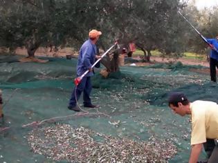 Φωτογραφία για Κρήτη: Ψάχνουν εργάτες μέσω... Facebook για να μαζέψουν ελιές