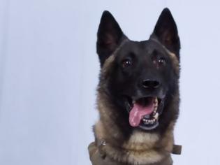 Φωτογραφία για Ο χαρισματικός σκύλος που βοήθησε στην επιχείρηση κατά του αρχηγού του ISIS