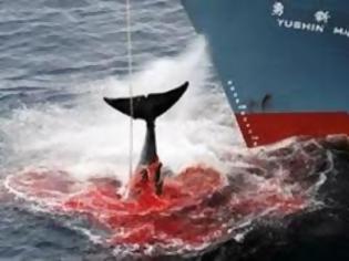 Φωτογραφία για Απούλητο έμεινε το κρέας των φαλαινών που πιάστηκαν στον Ειρηνικό!