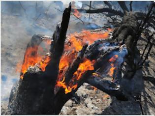 Φωτογραφία για Σε ύφεση οι πυρκαγιές στην Κορινθία - Υπο έλεγχο η φωτιά στο Κάτω Σούλι Μαραθώνα