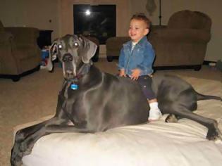 Φωτογραφία για Δείτε πως είναι η ζωή του μεγαλύτερου σκύλου στον κόσμο!