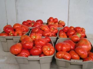 Φωτογραφία για Διανομή πέντε τόνων ντομάτας στο Τυμπάκι