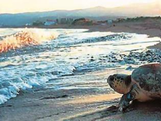 Φωτογραφία για ΣΟΚ: Αποκεφάλισαν θαλάσσιες χελώνες στον Αμβρακικό Κόλπο