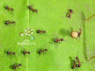 Φωτογραφία για Και τα μυρμήγκια πάνε EURO 2012!