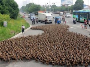 Φωτογραφία για Επέλαση από 5000 πάπιες