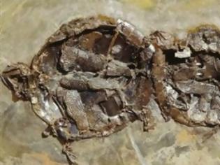 Φωτογραφία για Απολιθωμένες χελώνες βρήκαν παλαιοντολόγοι στη Γερμανία