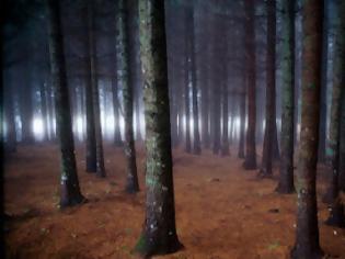 Φωτογραφία για Βρέθηκε στο δάσος πτώμα μετά από 30 χρόνια