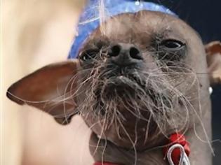 Φωτογραφία για O πιο άσχημος σκύλος στον κόσμο