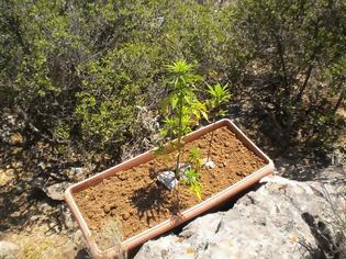 Φωτογραφία για Φυτεία με δενδρύλλια κάνναβης στο Αλσος Φιλοθέης