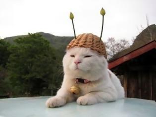 Φωτογραφία για Ο πιο στυλάτος γάτος στον κόσμο!
