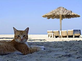 Φωτογραφία για ΔΕΙΤΕ: Γάτες που απολαμβάνουν πιο πολύ το καλοκαίρι απ’ ότι εμείς
