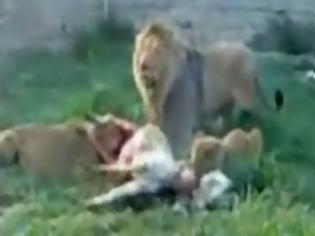 Φωτογραφία για Σε ζωολογικό πάρκο του Ιράν ταΐζουν λιοντάρια με ζωντανά γαϊδουράκια  [Βίντεο]