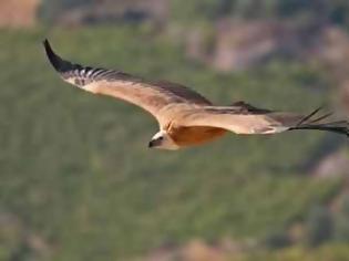 Φωτογραφία για Η Κρήτη εξάγει ...γύπες στην Κύπρο