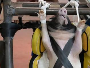 Φωτογραφία για Σάλος  που χρησιμοποίησαν γουρούνια σε crash test για παιδικά καθίσματα