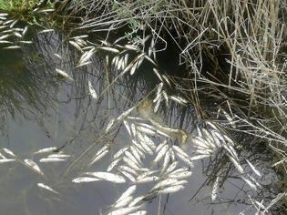 Φωτογραφία για Ανακοίνωση για την επανεμφάνιση του φαινομένου του υδρόθειου στο κανάλι του Αιτωλικού και τον θάνατο μεγάλης μάζας ψαριών