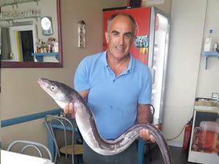 Φωτογραφία για «Ψάρι-φίδι» πάνω απο 1,5 μέτρο έβγαλαν τα δίχτυα ψαρά στην ΠΑΛΑΙΡΟ -[ΦΩΤΟ]