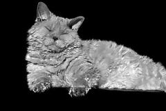 Selkirk Rex: Η τρυφερή γάτα με το σγουρό τρίχωμα