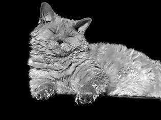 Φωτογραφία για Selkirk Rex: Η τρυφερή γάτα με το σγουρό τρίχωμα