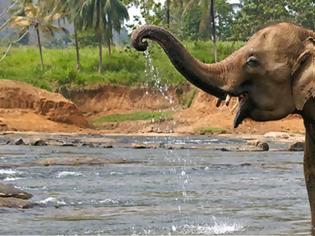 Φωτογραφία για Ο ελέφαντας... Μπιν Λάντεν σκότωσε πέντε χωρικούς
