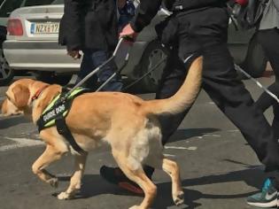 Φωτογραφία για Παραδόθηκε ο Najak στον Χρήστο που έχασε την όραση του, από το κέντρο «Σκύλοι Οδηγοί Ελλάδος»