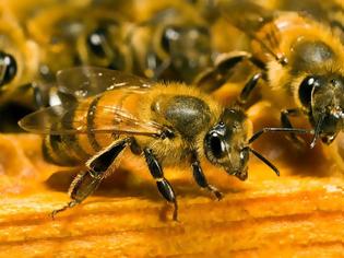 Φωτογραφία για Πρόπολη – ένα ισχυρό αντιβιοτικό που προέρχεται από τις μέλισσες