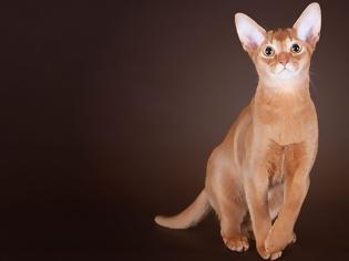 Φωτογραφία για Γάτα Αβησσυνίας: Αριστοκρατική και απίστευτα περίεργη