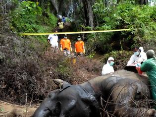 Φωτογραφία για Ινδονησία: Νεκροί δυο ελέφαντες της Σουμάτρας με διαφορά λίγων ωρών