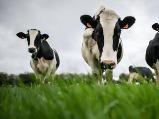 Φωτογραφία για Αγρότης πλήρωσε πρόστιμο €8.000 για τη... μυρωδιά από τις αγελάδες του