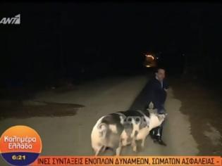 Φωτογραφία για Γουρούνι κυνηγούσε on air τον ρεπόρτερ του Παπαδάκη – Τον δάγκωσε κι άρχισε να ουρλιάζει (video)