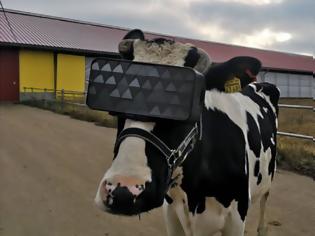 Φωτογραφία για Απίθανο: Στη Ρωσία έβαλαν... γυαλιά Virtual Reality σε αγελάδες για να βγάζουν καλύτερο γάλα!