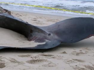 Φωτογραφία για Νεκρή φάλαινα 15 μέτρων ξεβράστηκε σε παραλία στην Κερατέα
