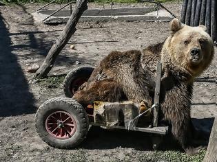 Φωτογραφία για Πέθανε ο Ούσκο, η πρώτη αρκούδα με αναπηρικό καροτσάκι