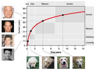 Φωτογραφία για Η εξίσωση που υπολογίζει την «ανθρώπινη» ηλικία του σκύλου