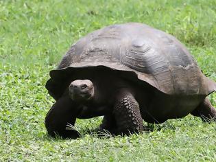 Φωτογραφία για Τσουχτερό πρόστιμο επιβλήθηκε σε οδηγό που πάτησε χελώνα