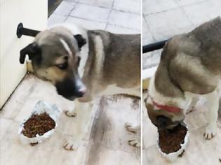 Φωτογραφία για Έχει ξεφύγει η κατάσταση με τις ΦΟΛΕΣ στη ΒΟΝΙΤΣΑ – Μία ακόμη θανάτωση σκύλου (φωτο)