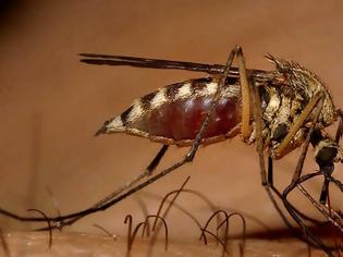 Φωτογραφία για Τα κουνούπια αιτία αλλαγής της ιστορίας μας