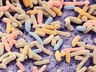 Φωτογραφία για Επιστήμονες τροποποίησαν το βακτήριο E. coli ώστε να τρέφεται με...