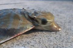 Οι Έλληνες αγοράζουν κατά λάθος μπλε καρχαρία αντί για γαλέο