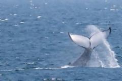 Φάλαινα στη Σκωτία βρέθηκε νεκρή έχοντας στο στομάχι της σκουπίδια 100 κιλών