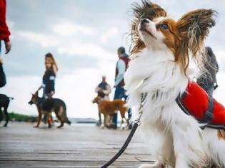 Φωτογραφία για Ο σκύλος που ταξίδεψε από το Οχάιο στη Θεσσαλονίκη για να γίνει φύλακας - άγγελος 35χρονης με κώφωση