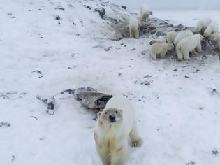 Φωτογραφία για «Εισβολή» 56 πεινασμένων πολικών αρκούδων σε χωριό 500 κατοίκων