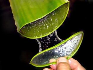 Φωτογραφία για Aloe Vera: Το «φυτό της αθανασίας»: Δείτε που βοηθά ο θαυματουργός χυμός του…